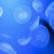 Meduse 2011 Mediterraneo: attenzione alle vacanze sull’Adriatico